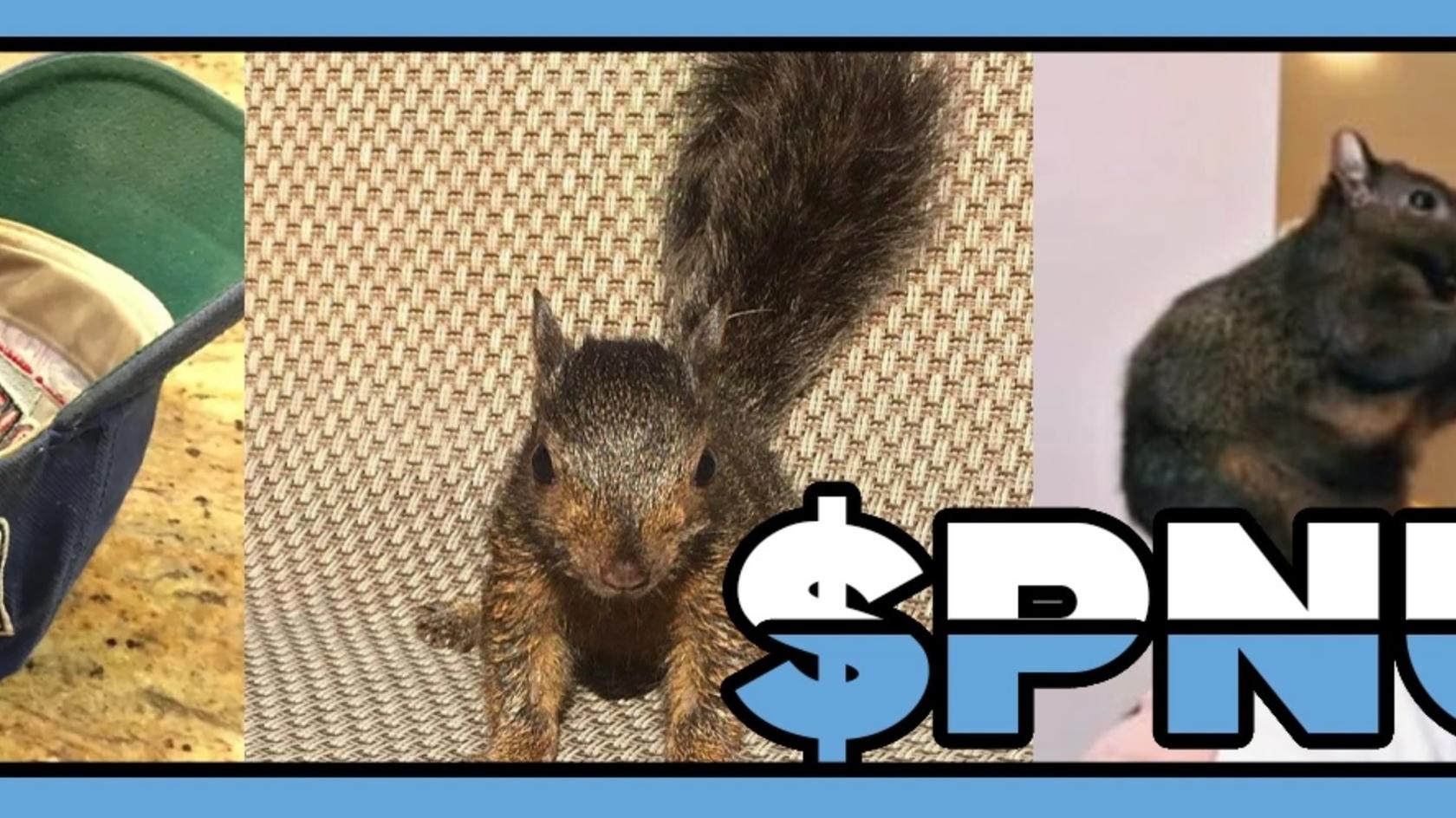 Memecoin PNUT (Peanut the Squirrel) has soared over 40,000% in just two days thanks to the unusual story of a squirrel named Peanut, who became a social media star.