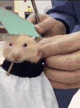 Hamster haircut on Pump.fun